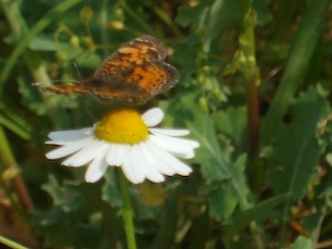 Sharon's Natural Gardens