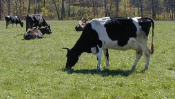 cows