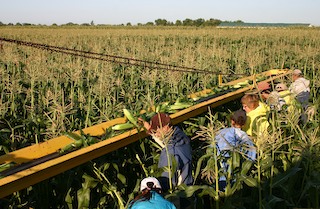 Angelic Organics harvesting