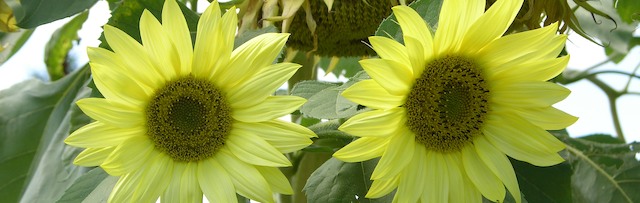 sunflowers