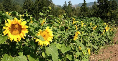 sunflowers