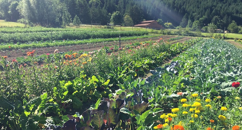 Learn more about biodynamic agriculture and food forest in